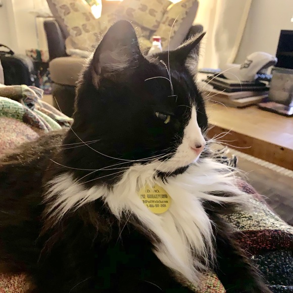 Meet Your Posher! ☕️🖤 - Picture 3 of 4